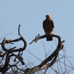 Okavango-Maun: Savannearend (Aquila Rapax).1021 Okavango-Maun: Savannearend (Aquila Rapax).1021
