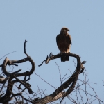 Okavango-Maun: Savannearend (Aquila Rapax).1026 Okavango-Maun: Savannearend (Aquila Rapax).1026