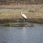 Okavango-Maun: Afrikaanse Nimmerzat (Mycteria Ibis).1031 Okavango-Maun: Afrikaanse Nimmerzat (Mycteria Ibis).1031