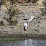 Okavango-Maun: Afrikaanse Nimmerzat (Mycteria Ibis).1033 Okavango-Maun: Afrikaanse Nimmerzat (Mycteria Ibis).1033