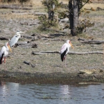 Okavango-Maun: Afrikaanse Nimmerzat (Mycteria Ibis).1034 Okavango-Maun: Afrikaanse Nimmerzat (Mycteria Ibis).1034