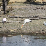 Okavango-Maun: Afrikaanse Nimmerzat (Mycteria Ibis).1036 Okavango-Maun: Afrikaanse Nimmerzat (Mycteria Ibis).1036