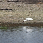 Okavango-Maun: Afrikaanse Lepelaar (Platalea Alba).1032 Okavango-Maun: Afrikaanse Lepelaar (Platalea Alba).1032