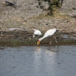 Okavango-Maun: Afrikaanse Lepelaar (Platalea Alba).1038 Okavango-Maun: Afrikaanse Lepelaar (Platalea Alba).1038