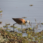 Okavango-Maun: Dwergjacana (Microparra capensis).1059 Okavango-Maun: Dwergjacana (Microparra capensis).1059