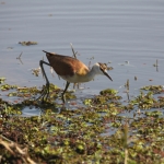 Okavango-Maun: Dwergjacana (Microparra capensis).1061 Okavango-Maun: Dwergjacana (Microparra capensis).1061