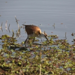 Okavango-Maun: Dwergjacana (Microparra capensis).1062 Okavango-Maun: Dwergjacana (Microparra capensis).1062