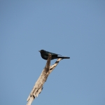 Okavango-Maun: Kaapse Drongovliegenvanger (Melaenornis Pammelaina).1013 Okavango-Maun: Kaapse Drongovliegenvanger (Melaenornis Pammelaina).1013