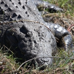 Chobe N.P.: Nijlkrokodil (Crocodylus Niloticus).1208 Chobe N.P.: Nijlkrokodil (Crocodylus Niloticus).1208