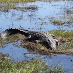 Chobe N.P.: Nijlkrokodil (Crocodylus Niloticus).1209 Chobe N.P.: Nijlkrokodil (Crocodylus Niloticus).1209