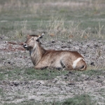Chobe N.P.: Waterbok (Kobus Ellipsiprymnus).1233 Chobe N.P.: Waterbok (Kobus Ellipsiprymnus).1233