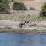 Chobe N.P.: Grote Koedoe (Tragelaphus Strepsiceros).1221 Chobe N.P.: Grote Koedoe (Tragelaphus Strepsiceros).1221