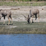 Chobe N.P.: Grote Koedoe (Tragelaphus Strepsiceros).1224 Chobe N.P.: Grote Koedoe (Tragelaphus Strepsiceros).1224