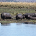 Chobe N.P.: Nijlpaard (Hippopotamus Amphibius).1166 Chobe N.P.: Nijlpaard (Hippopotamus Amphibius).1166