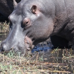 Chobe N.P.: Nijlpaard (Hippopotamus Amphibius).1176 Chobe N.P.: Nijlpaard (Hippopotamus Amphibius).1176