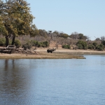 Chobe N.P.: Afrikaans Olifant (Loxodonta Africana).1211 Chobe N.P.: Afrikaans Olifant (Loxodonta Africana).1211