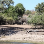 Chobe N.P.: Afrikaans Olifant (Loxodonta Africana).1212 Chobe N.P.: Afrikaans Olifant (Loxodonta Africana).1212