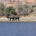 Chobe N.P.: Afrikaans Olifant (Loxodonta Africana).1240 Chobe N.P.: Afrikaans Olifant (Loxodonta Africana).1240