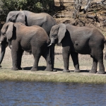 Chobe N.P.: Afrikaans Olifant (Loxodonta Africana).1242 Chobe N.P.: Afrikaans Olifant (Loxodonta Africana).1242