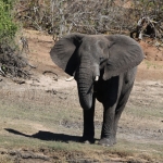 Chobe N.P.: Afrikaans Olifant (Loxodonta Africana).1248 Chobe N.P.: Afrikaans Olifant (Loxodonta Africana).1248