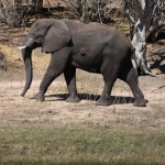 Chobe N.P.: Afrikaans Olifant (Loxodonta Africana).1249 Chobe N.P.: Afrikaans Olifant (Loxodonta Africana).1249