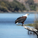 Chobe N.P.: Afrikaanse Zeearend (Haliaeetus Vocifer).1156 Chobe N.P.: Afrikaanse Zeearend (Haliaeetus Vocifer).1156