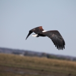 Chobe N.P.: Afrikaanse Zeearend (Haliaeetus Vocifer).1160 Chobe N.P.: Afrikaanse Zeearend (Haliaeetus Vocifer).1160