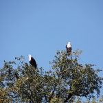 Chobe N.P.: Afrikaanse Zeearend (Haliaeetus Vocifer).1213 Chobe N.P.: Afrikaanse Zeearend (Haliaeetus Vocifer).1213