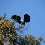 Chobe N.P.: Afrikaanse Zeearend (Haliaeetus Vocifer).1251 Chobe N.P.: Afrikaanse Zeearend (Haliaeetus Vocifer).1251