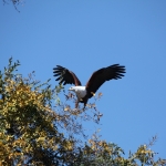 Chobe N.P.: Afrikaanse Zeearend (Haliaeetus Vocifer).1253 Chobe N.P.: Afrikaanse Zeearend (Haliaeetus Vocifer).1253