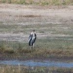 Chobe N.P.: Afrikaanse Maraboe (Leptoptilos Crumeniferus).1226 Chobe N.P.: Afrikaanse Maraboe (Leptoptilos Crumeniferus).1226