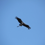 Chobe N.P.: Afrikaanse Maraboe (Leptoptilos Crumeniferus).1229 Chobe N.P.: Afrikaanse Maraboe (Leptoptilos Crumeniferus).1229