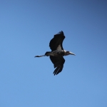 Chobe N.P.: Afrikaanse Maraboe (Leptoptilos Crumeniferus).1230 Chobe N.P.: Afrikaanse Maraboe (Leptoptilos Crumeniferus).1230