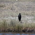 Chobe N.P.: Afrikaanse Gaper (Anastomus Lamelligerus).1218 Chobe N.P.: Afrikaanse Gaper (Anastomus Lamelligerus).1218