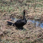 Chobe N.P.: Afrikaanse Dwergaalscholver (Phalacrocorax Africanus).1177 Chobe N.P.: Afrikaanse Dwergaalscholver (Phalacrocorax Africanus).1177