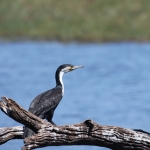 Chobe N.P.: Witborstaalscholver (Phalacrocorax Carbo Lucidus).1197 Chobe N.P.: Witborstaalscholver (Phalacrocorax Carbo Lucidus).1197