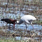 Chobe N.P.: Zwarte Ibis (Plegadis Falcinellus).1169 Chobe N.P.: Zwarte Ibis (Plegadis Falcinellus).1169
