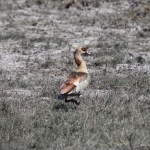 Chobe N.P.: Nijlgans (Alopochen Aegyptiaca).1234 Chobe N.P.: Nijlgans (Alopochen Aegyptiaca).1234