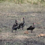 Chobe N.P.: Spoorwiekgans (Plectropterus Gambensis).1181 Chobe N.P.: Spoorwiekgans (Plectropterus Gambensis).1181