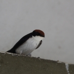 Chobe N.P.: Roodkruinzwaluw (Hirundo Smithii).1261 Chobe N.P.: Roodkruinzwaluw (Hirundo Smithii).1261
