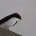 Chobe N.P.: Roodkruinzwaluw (Hirundo Smithii).1264 Chobe N.P.: Roodkruinzwaluw (Hirundo Smithii).1264