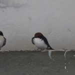 Chobe N.P.: Roodkruinzwaluw (Hirundo Smithii).1271 Chobe N.P.: Roodkruinzwaluw (Hirundo Smithii).1271