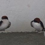 Chobe N.P.: Roodkruinzwaluw (Hirundo Smithii).1274 Chobe N.P.: Roodkruinzwaluw (Hirundo Smithii).1274