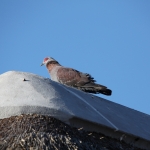 Elephant Sands: Gespikkelde Duif (Columba Guinea).1131 Elephant Sands: Gespikkelde Duif (Columba Guinea).1131