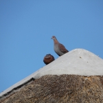 Elephant Sands: Gespikkelde Duif (Columba Guinea).1132 Elephant Sands: Gespikkelde Duif (Columba Guinea).1132