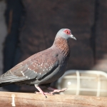 Elephant Sands: Gespikkelde Duif (Columba Guinea).1140 Elephant Sands: Gespikkelde Duif (Columba Guinea).1140