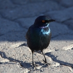 Elephant Sands: Roodschouderglansspreeuw (Lamprotornis Nitens).1103 Elephant Sands: Roodschouderglansspreeuw (Lamprotornis Nitens).1103