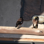 Elephant Sands: Treurmaina (Acridotheres Tristis).1137 Elephant Sands: Treurmaina (Acridotheres Tristis).1137