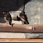 Elephant Sands: Treurmaina (Acridotheres Tristis).1139 Elephant Sands: Treurmaina (Acridotheres Tristis).1139