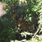Victoria Falls: Bosbok (Tragelaphus Scriptus).1314 Victoria Falls: Bosbok (Tragelaphus Scriptus).1314